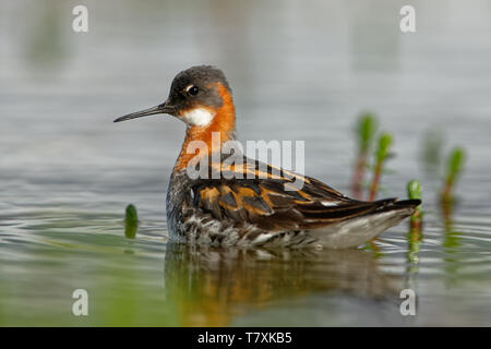 Le Phalarope à bec étroit - Phalaropus lobatus petit échassier, se reproduit dans les régions arctiques de l'Amérique du Nord et en Eurasie, les hivers en mer, sur tropic Banque D'Images