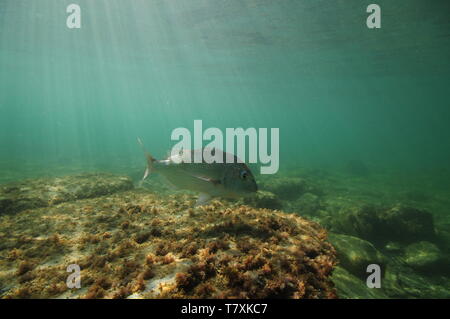 Australasian snapper Pagrus auratus piscine au-dessus de pierres plates avec la croissance de l'algue court. Banque D'Images