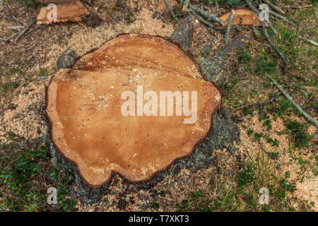 La déforestation contrôlée à l'intérieur d'une forêt italien. Coupe transversale d'un jeune arbre de pin Banque D'Images