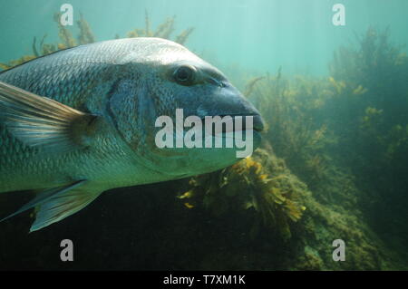 Détail de côté grand Australasian snapper Pagrus auratus. Banque D'Images