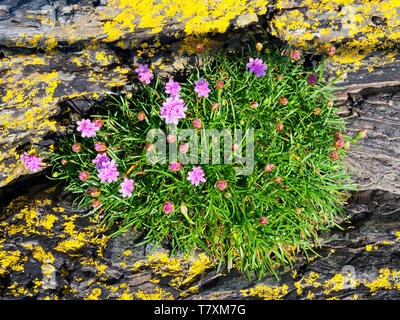 Petit groupe de pink Sea Thrift fleurs sauvages poussant sur ardoise couverts de lichen rock dans un estuaire près de Porthmadog, au Pays de Galles Banque D'Images