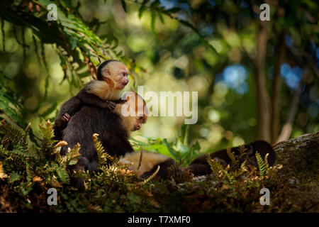 Capucin à face blanche colombienne (Cebus capucinus), capucin à tête blanche colombienne colombiennes ou white-throated capucin, le singe du Nouveau Monde de la famille Banque D'Images