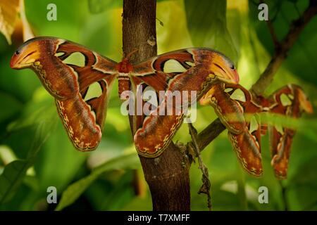 L'Atlas moth (Attacus atlas) assis sur la branche avec des feuilles autour d'eux. Beau papillon avec green Banque D'Images