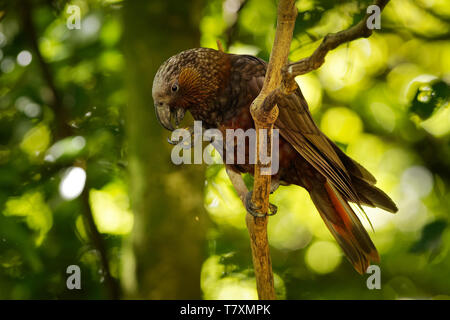 Kaka - Nestor meridionalis - perruche endémique vivant dans les forêts de Nouvelle-Zélande. Banque D'Images