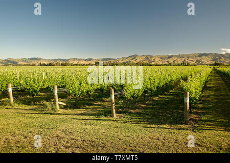 Vineyard Winery, Nouvelle Zélande, paysage typique de Marlborough de vignobles et routes, collines et montagnes. Banque D'Images