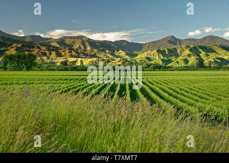 Vineyard Winery, Nouvelle Zélande, paysage typique de Marlborough de vignobles et routes, collines et montagnes. Banque D'Images