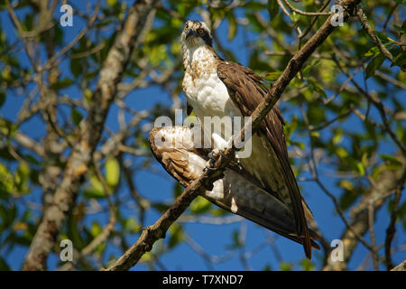 Balbuzard pêcheur - Pandion haliaetus oiseau de poissons de chasse, également appelé Sea Hawk, rivière hawk, et poissons - est un faucon, oiseau de proie avec un Banque D'Images