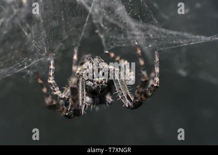 (Araignée Araneus sp.) assis à l'envers dans son site web. Araignée poilue effrayant avec les jambes en l'araignée. Fond gris, Banque D'Images