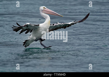 L'Australian pelican (Pelecanus conspicillatus) est un grand de la famille des oiseaux Pelecanidae, répandu sur les eaux intérieures et côtières de l'Austr Banque D'Images