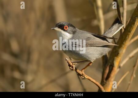 Fauvette sarde (Sylvia melanocephala) perché sur une branche dans un buisson. Banque D'Images