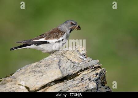 White-winged Snowfinch Montifringilla nivalis - avec les insectes dans les Alpes Banque D'Images