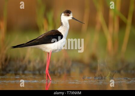 Black-winged Stilt - Himantopus himantopus marcher dans l'eau et l'alimentation sur de très longues pattes. Banque D'Images