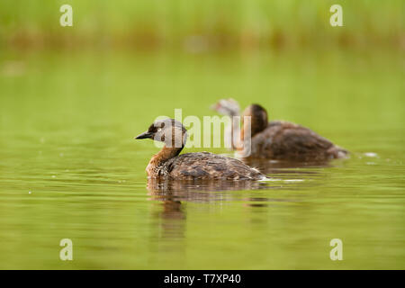 Nouvelle Zélande - Poliocephalus rufopectus dabchick - weweia en langue maorie, New Zealand grebe endémique de Nouvelle-Zélande. Banque D'Images