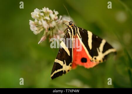 Euplagia quadripunctaria Tiger (Jersey) assis dans la fleur de trèfle blanc. Papillon coloré sur la fleur avec un fond vert. Deux ailes noires w Banque D'Images