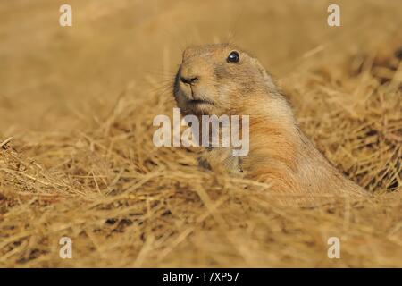 Chien de prairie Cynomys ludovicianus - - Regarder hors du trou. Banque D'Images