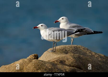 D'Audouin - Ichthyaetus audouinii capturé sur la falaise en Corse. Deux oiseaux blancs avec bec rouge Banque D'Images