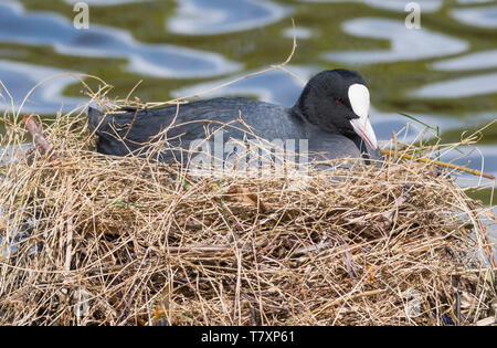 Des profils Foulque macroule (Fulica atra) assis sur un nid sur un lac au printemps dans le West Sussex, Angleterre, Royaume-Uni. Banque D'Images