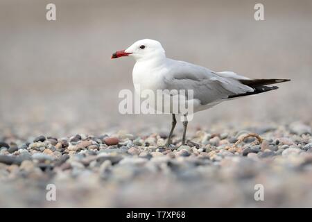 D'Audouin - Ichthyaetus audouinii capturées sur la plage en Corse. Oiseau blanc avec bec rouge Banque D'Images