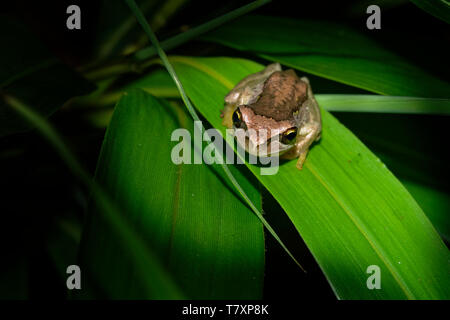Le sud de Brown Tree Frog - Litoria ewingi, sifflement ou rainette rainette d'Ewing, espèce de grenouille d'arbre originaire de l'Australie. Banque D'Images