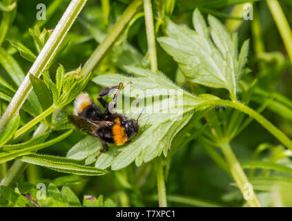 Buff-tailed bourdon (Bombus terrestris) sur une feuille au printemps (mai) dans le West Sussex, Angleterre, Royaume-Uni. Avec Copyspace. Banque D'Images
