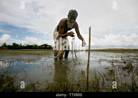 Abdul Majed utilisé pour être un cultivateur de riz dans la province de Khulna. Il fait maintenant une vie de subsistance comme un agriculteur de crevettes. Avec l'augmentation du niveau de la mer due au réchauffement climatique, de vastes zones avec les rizières sont en train d'être détruit par l'intrusion d'eau. Avec les parcelles détruites, Abdul tourné les mêmes rizières dans la crevetticulture au lieu de la ferme. Il fait maintenant plus d'argent qu'avant, la prestation de 12 à 15 caisses de crevettes toutes les deux semaines. - Cela a été bon pour mon économie, dit-il, mais admet l'évolution des régimes climatiques et de l'intrusion d'eau de l'inquiète. Selon la Banque mondiale, le Bangladesh côtières peuvent facilement Banque D'Images