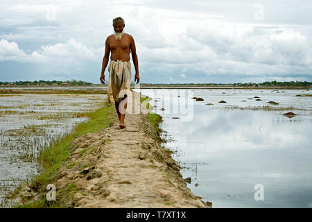 Abdul Majed utilisé pour être un cultivateur de riz dans la province de Khulna. Il fait maintenant une vie de subsistance comme un agriculteur de crevettes. Avec l'augmentation du niveau de la mer due au réchauffement climatique, de vastes zones avec les rizières sont en train d'être détruit par l'intrusion d'eau. Avec les parcelles détruites, Abdul tourné les mêmes rizières dans la crevetticulture au lieu de la ferme. Il fait maintenant plus d'argent qu'avant, la prestation de 12 à 15 caisses de crevettes toutes les deux semaines. - Cela a été bon pour mon économie, dit-il, mais admet l'évolution des régimes climatiques et de l'intrusion d'eau de l'inquiète. Selon la Banque mondiale, le Bangladesh côtières peuvent facilement Banque D'Images