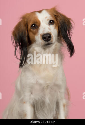 Portrait d'un mignon petit chien de la sauvagine néerlandais regardant la caméra sur un fond rose Banque D'Images