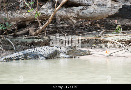 Saltwater crocodile au soleil sur les rives de la rivière Mary à Kakadu, Territoire du Nord, Australie Banque D'Images