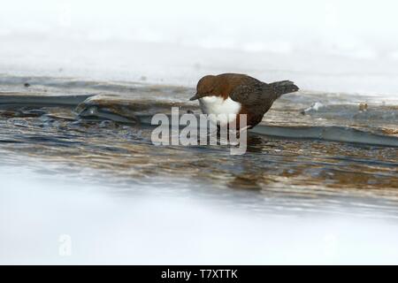 Balancier à gorge blanche - Cinclus en hiver. Assis sur la glace et la plongée, petit feedeng d'oiseau brun sous l'eau, bon plongeur Banque D'Images