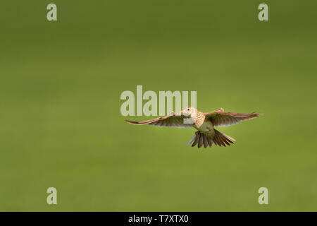 Alouette des champs (Alauda arvensis) survolant le terrain avec backgrond marron et bleu. Brown bird capturés en vol. Banque D'Images