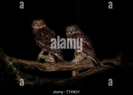 Ninox boobook - Sud Boobook owl australienne dans la nuit à Victoria, Australie Banque D'Images