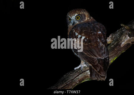 Ninox boobook - Sud Boobook owl australienne dans la nuit Banque D'Images