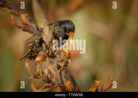 Étourneau sansonnet - Sturnus vulgaris la pollinisation des fleurs de l'Australie. Oiseaux européens introduits en Australie, Nouvelle-Zélande, Amérique du Sud, de l'Amer Banque D'Images