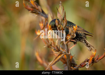 Étourneau sansonnet - Sturnus vulgaris la pollinisation des fleurs de l'Australie. Oiseaux européens introduits en Australie, Nouvelle-Zélande, Amérique du Sud, de l'Amer Banque D'Images