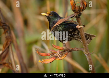 Étourneau sansonnet - Sturnus vulgaris la pollinisation des fleurs de l'Australie. Oiseaux européens introduits en Australie, Nouvelle-Zélande, Amérique du Sud, de l'Amer Banque D'Images