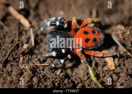 Moravicus - Eresus Spider recherche mâle femelle. La Moravie, la République tchèque, l'Europe. Banque D'Images