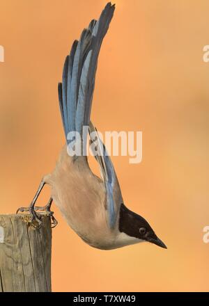 Azure-winged Magpie (Cyanopica cyanus) à la recherche de la nourriture. Banque D'Images