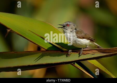 - Gerygone igata Paruline grise - riroriro petit oiseau commun à partir de la Nouvelle-Zélande. Banque D'Images