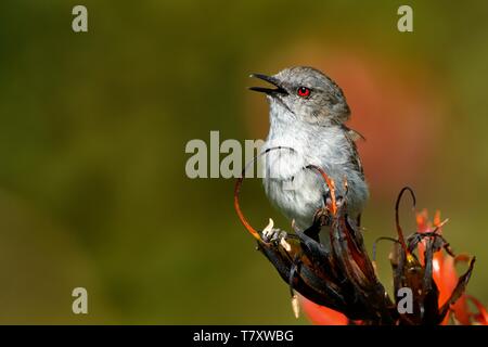 - Gerygone igata Paruline grise - riroriro petit oiseau commun à partir de la Nouvelle-Zélande. Banque D'Images