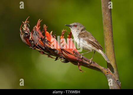 - Gerygone igata Paruline grise - riroriro petit oiseau commun à partir de la Nouvelle-Zélande. Banque D'Images