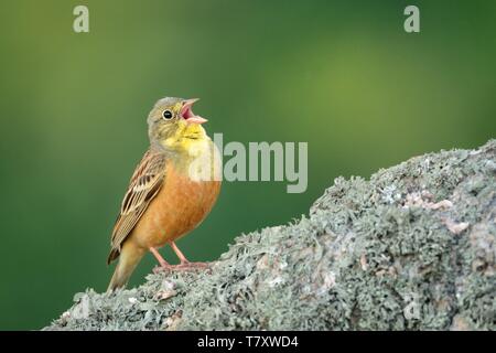 Chanter bruant ortolan (Emberiza hortulana) perché sur un rocher capturés près. Banque D'Images