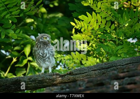 Le jeune petit hiboux (Athene noctula) perché sur un toit d'une grange avec des feuilles vertes dans l'arrière-plan. Banque D'Images