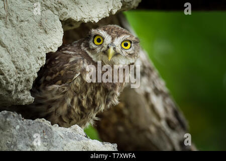 Le jeune petit hiboux (Athene noctula) perché sur un toit d'une grange avec des feuilles vertes dans l'arrière-plan. Banque D'Images