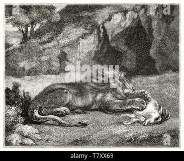 Ancienne gravure illustration style de gris de la texture riche d'incubation d'un Lion dévorant une chèvre. Contexte de la faune dans la nature. Après l'Delocroix publ. sur Magasin pittoresque Paris 1848 Banque D'Images