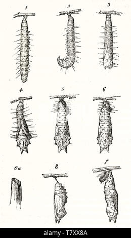 Vieille illustration montrant les différentes étapes de la métamorphose de Caterpillar. Chaque élément est isolé sur fond blanc. Auteur non identifié par l'éditeur sur le Magasin pittoresque Paris 1848 Banque D'Images