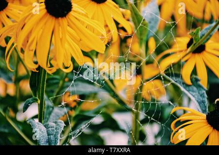 Une toile d'araignée entre les fleurs de fleurs jaunes. Banque D'Images