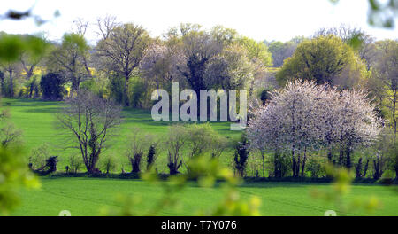 Champs de blé entouré de haies au printemps (Mayenne, pays de la Loire, France, Europe). Banque D'Images