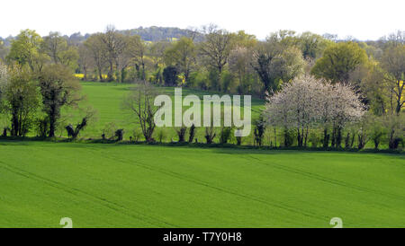 Champs de blé entouré de haies au printemps (Mayenne, pays de la Loire, France, Europe). Banque D'Images