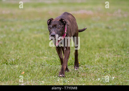 Brindle ancien American Pit Bull Terrier femelle Banque D'Images
