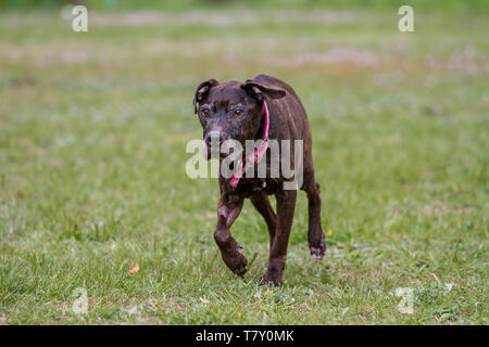 Brindle ancien American Pit Bull Terrier femelle Banque D'Images